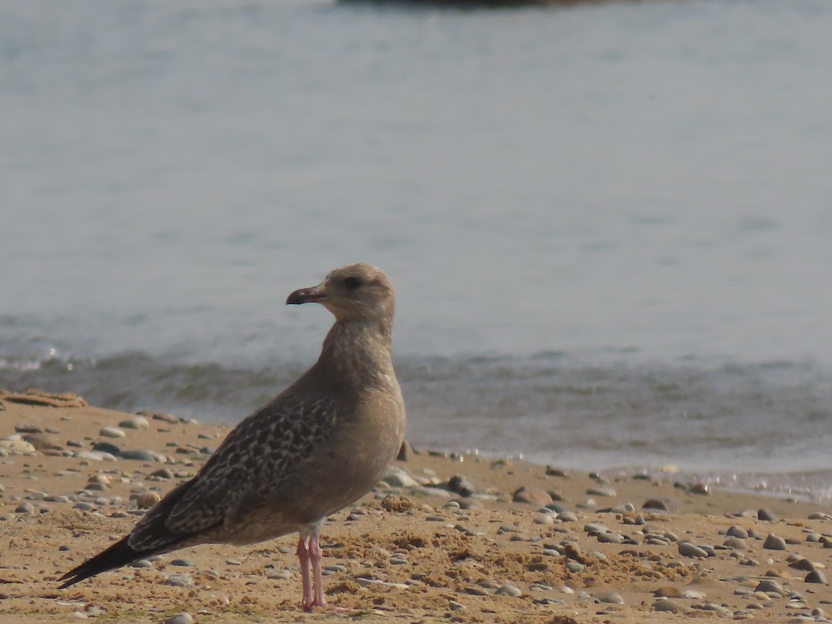 Herring Gull - John O'Donnell