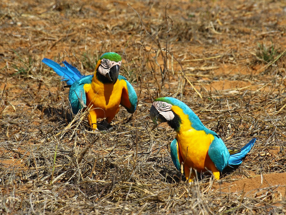 Blue-and-yellow Macaw - ML60318381