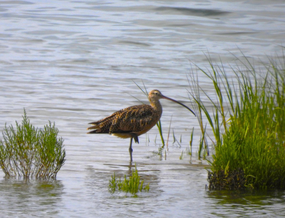 Long-billed Curlew - ML603184311