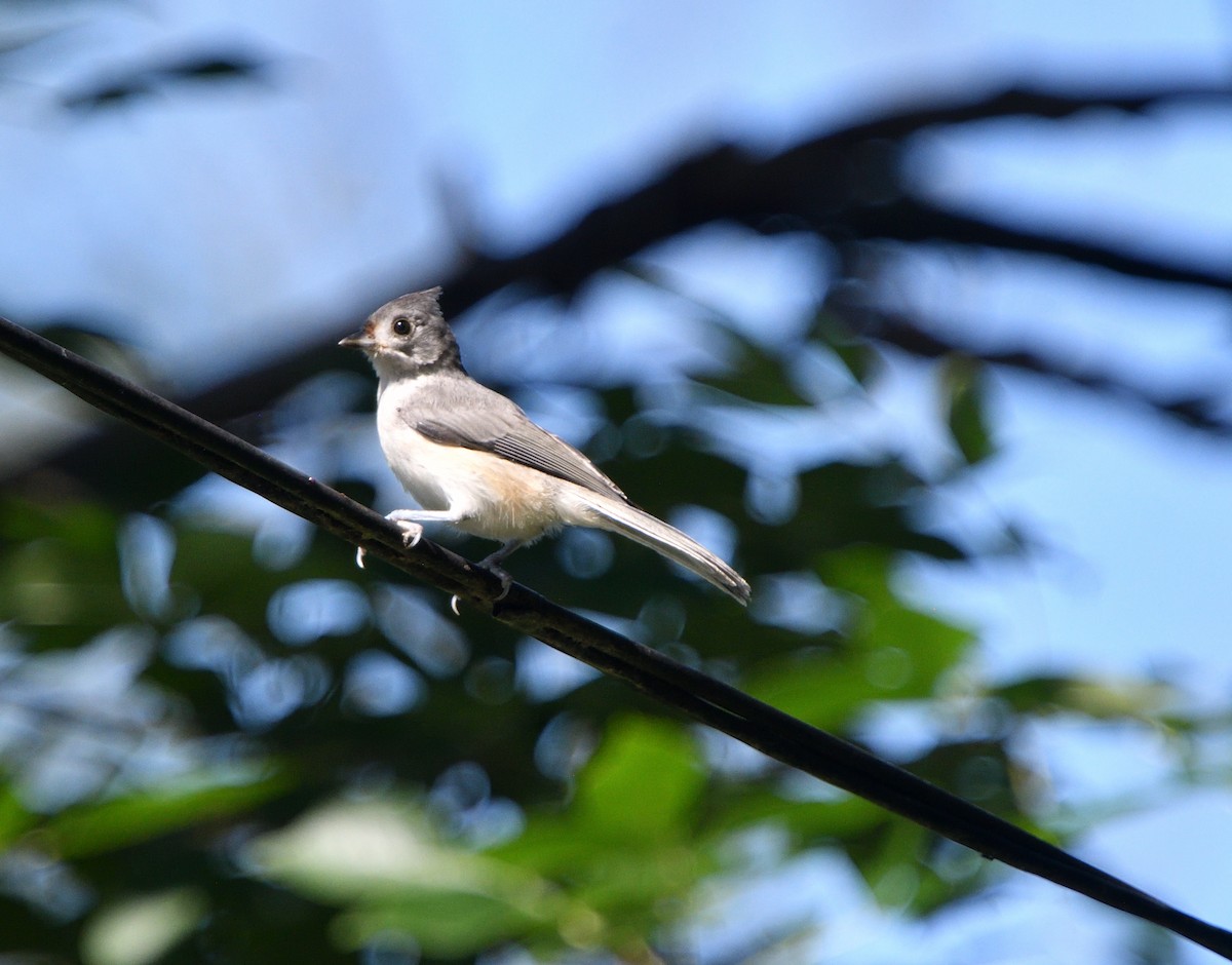 Tufted Titmouse - ML603184371