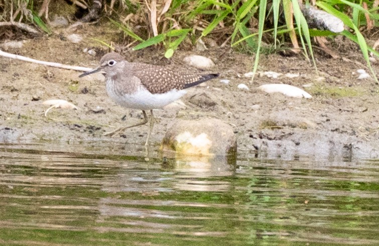 Solitary Sandpiper - ML603185441