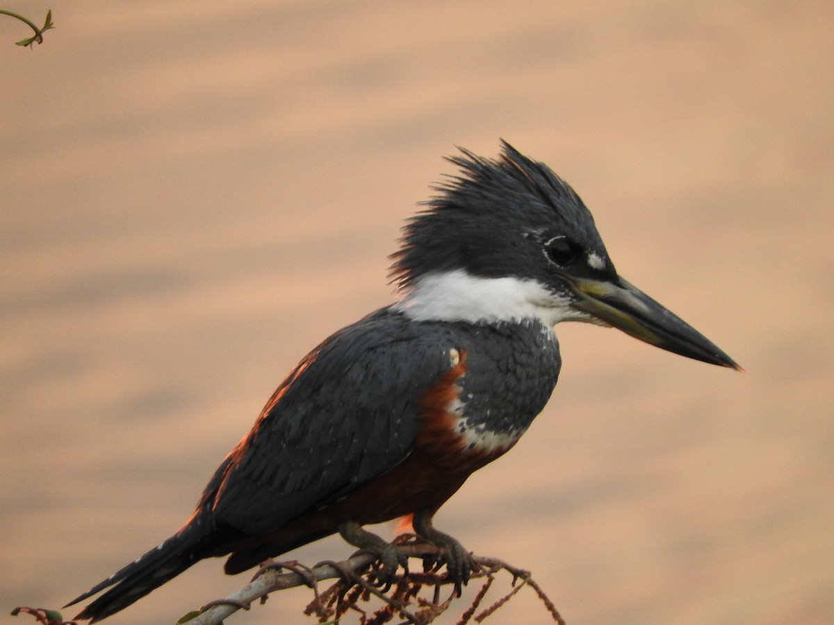 Ringed Kingfisher - ML603186801