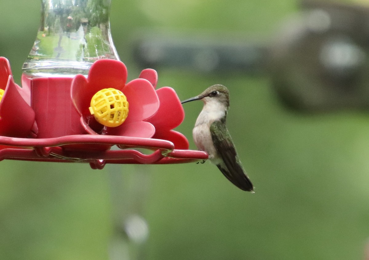 Ruby-throated Hummingbird - ML603187171