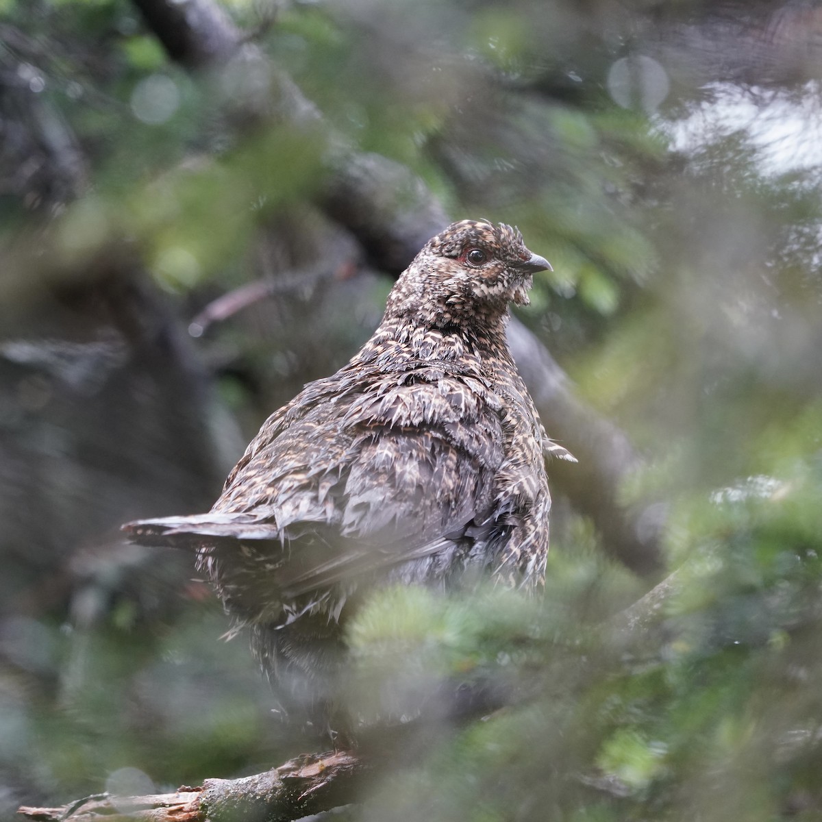 Spruce Grouse - ML603187211