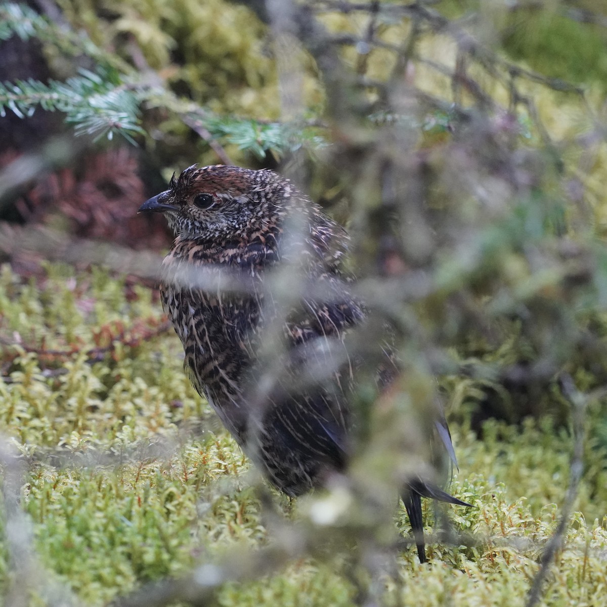 Spruce Grouse - ML603187221