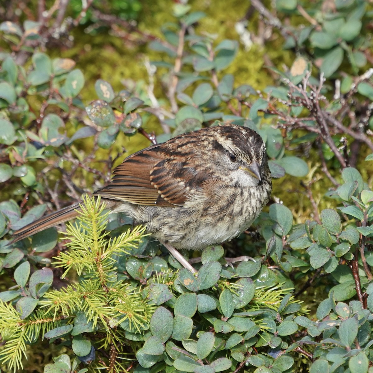 White-throated Sparrow - Chris Daniels