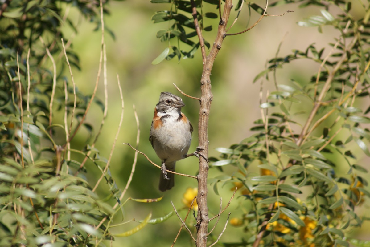 Rufous-collared Sparrow - ML603187431