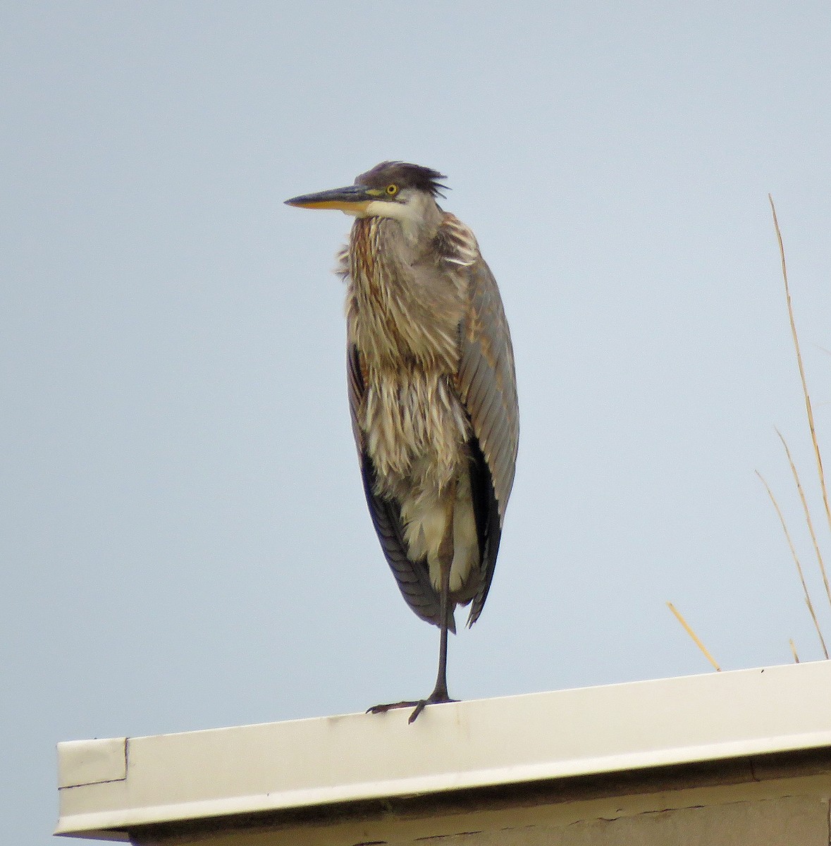 Great Blue Heron - ML603187891