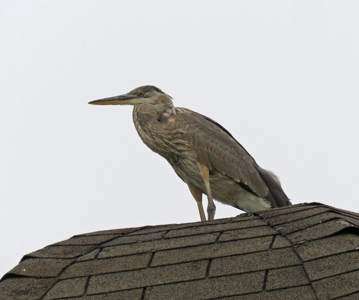 Great Blue Heron - ML603187921