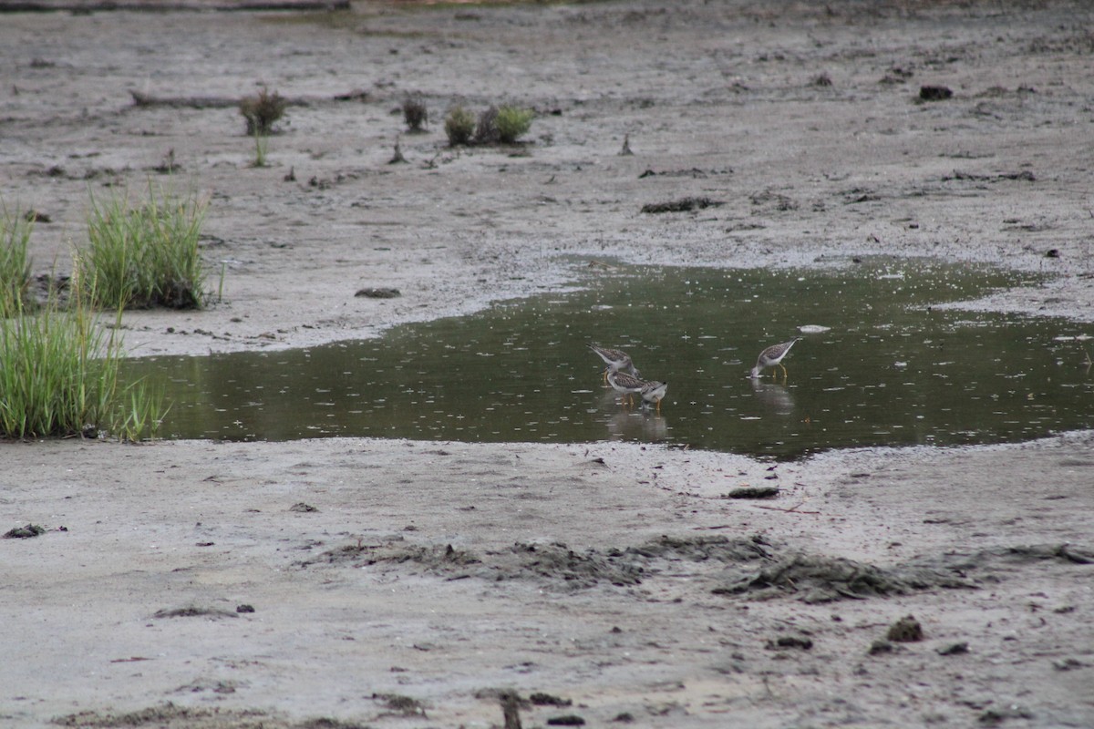 Greater Yellowlegs - ML603190051