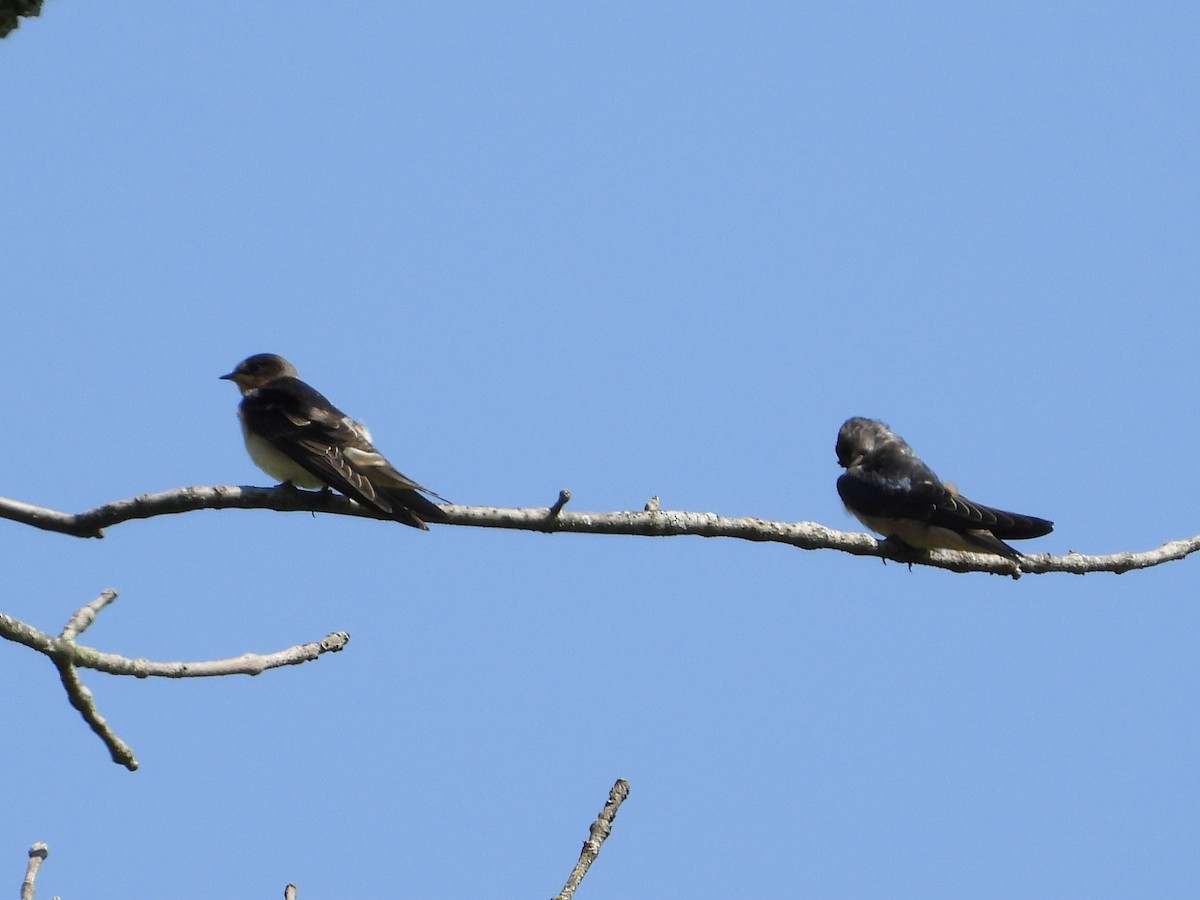 Barn Swallow - ML603190231