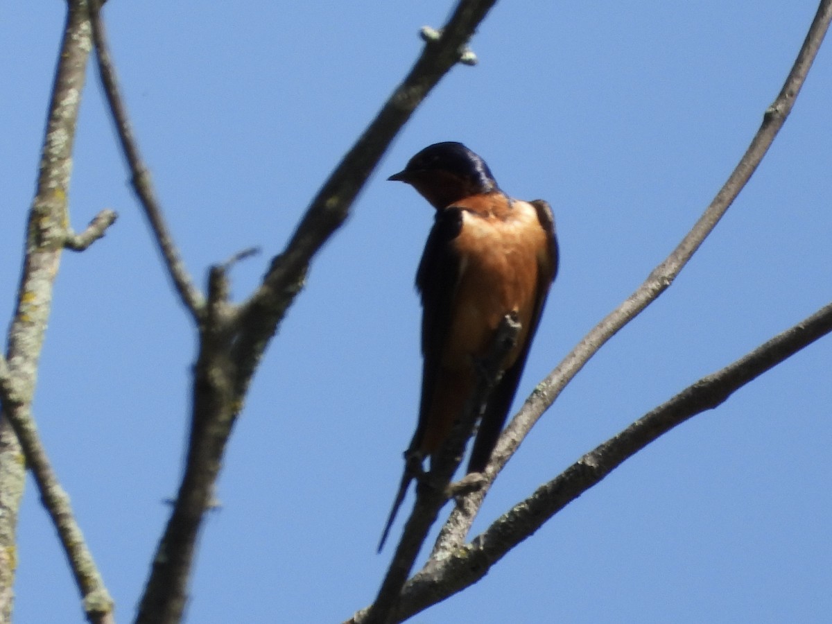 Golondrina Común - ML603190241