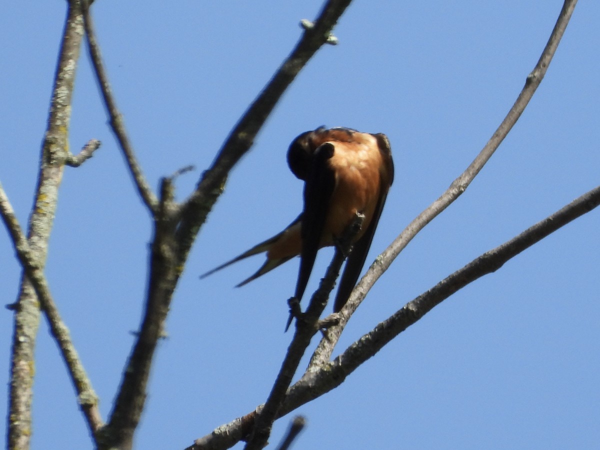 Golondrina Común - ML603190261