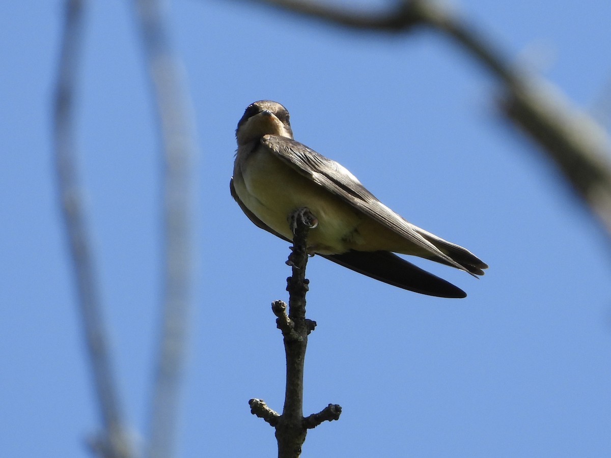 Barn Swallow - ML603190271