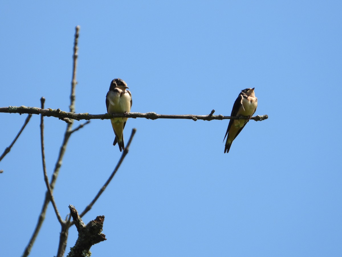 Barn Swallow - ML603190281