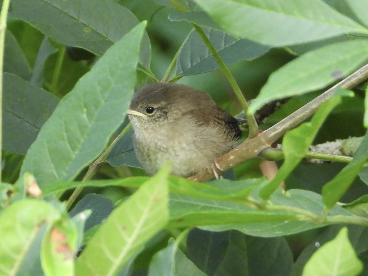 Northern House Wren - ML603190351