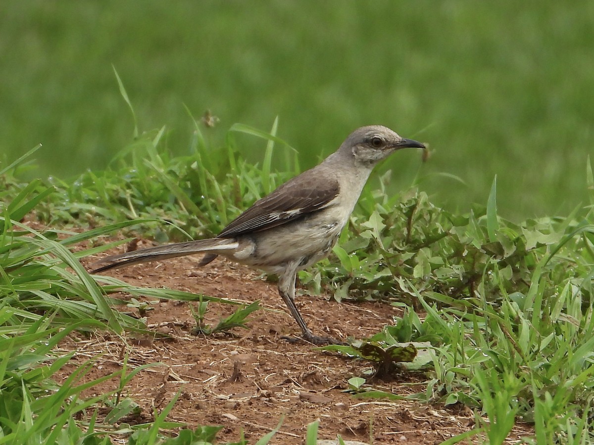 Northern Mockingbird - ML603190401