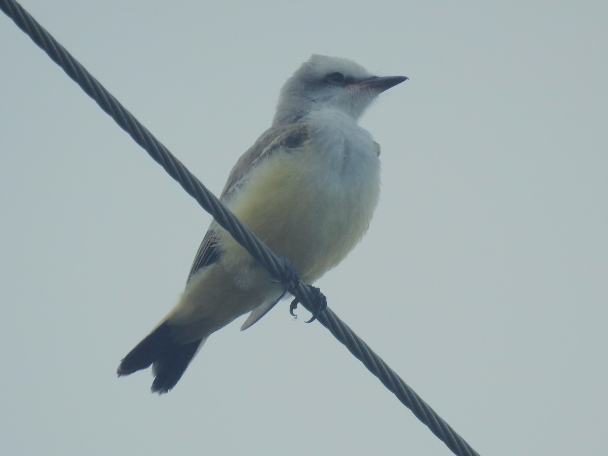 Scissor-tailed Flycatcher - ML603190421