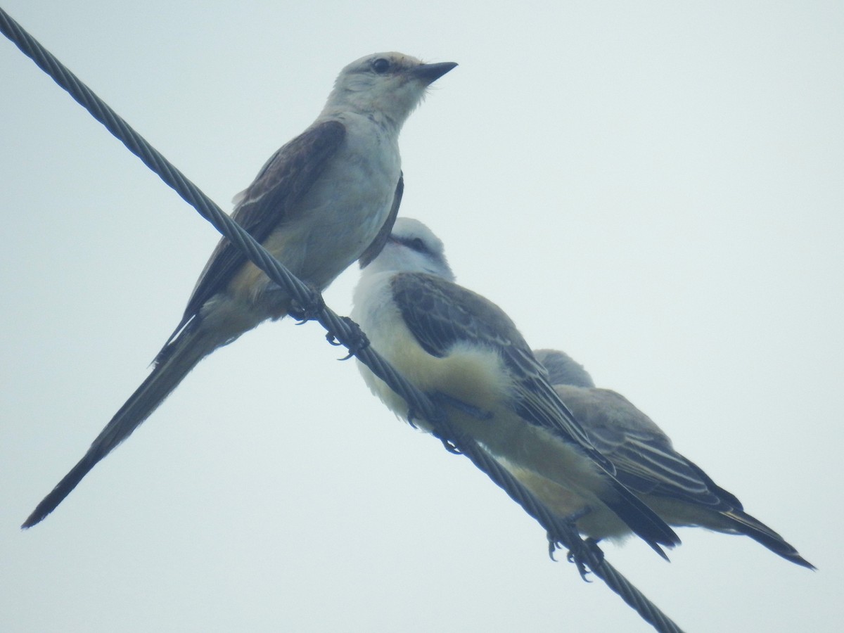 Scissor-tailed Flycatcher - ML603190461