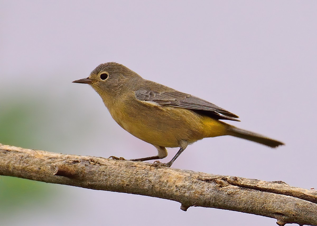 Virginia's Warbler - ML603190721