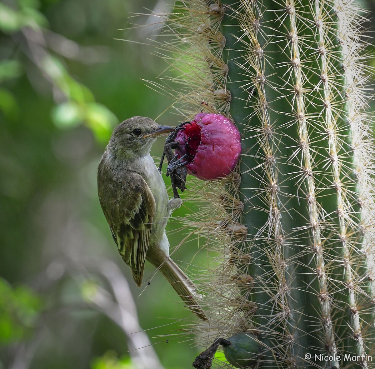 Caribbean Elaenia - ML603191251