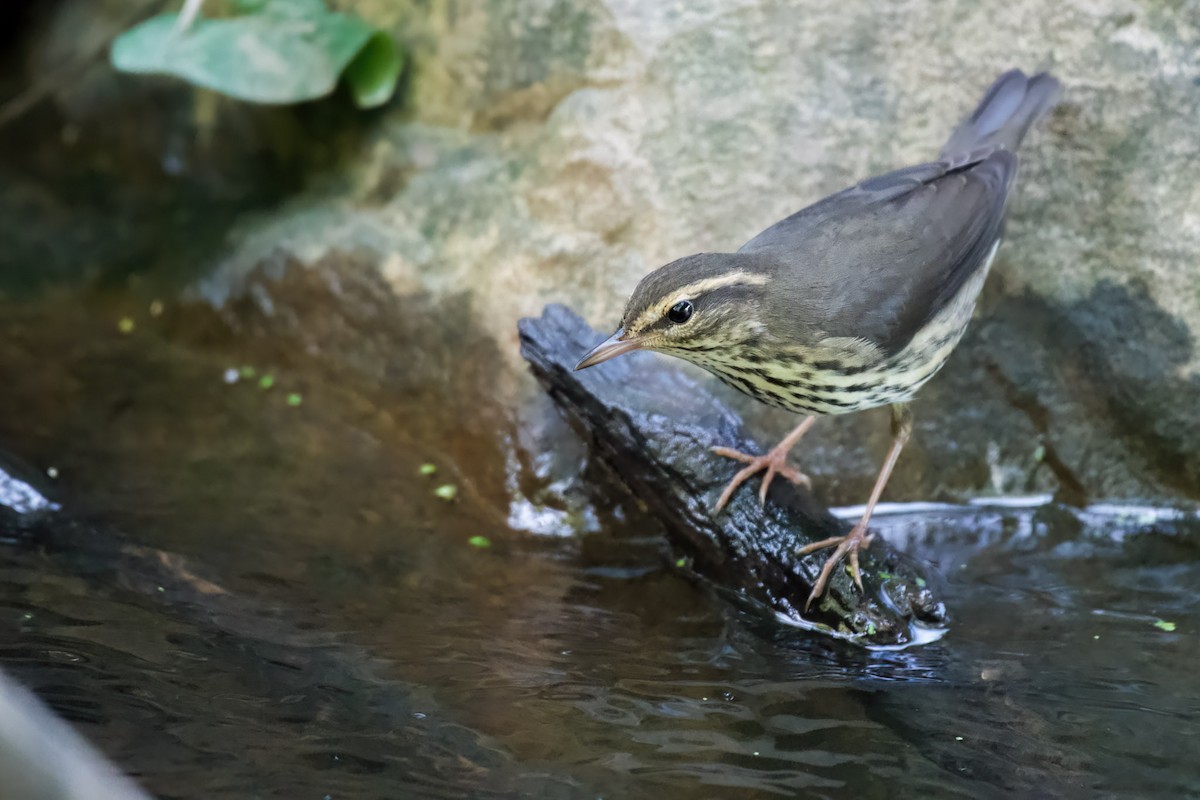 キタミズツグミ - ML603191831