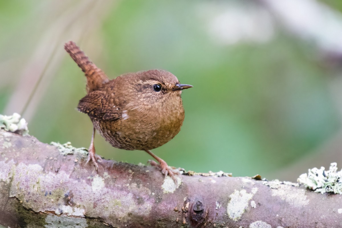 タイヘイミソサザイ - ML603192181