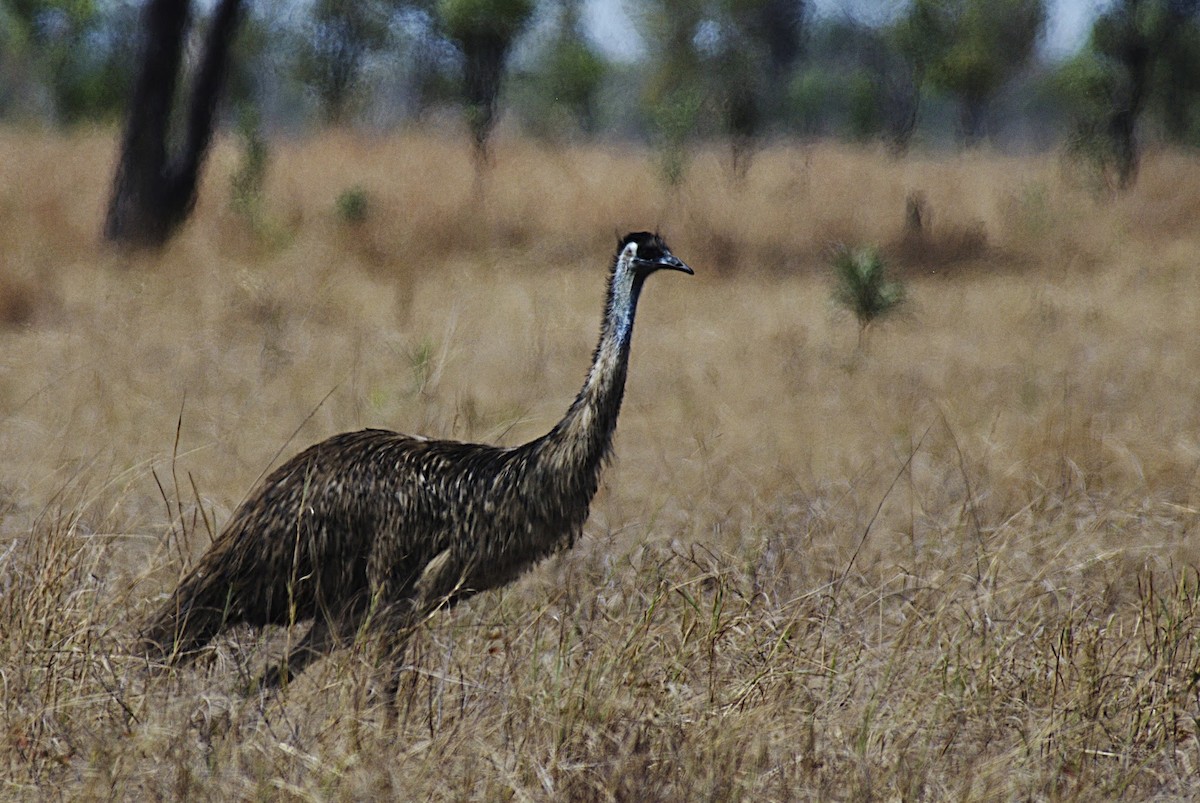 Emu - Susan Lessner