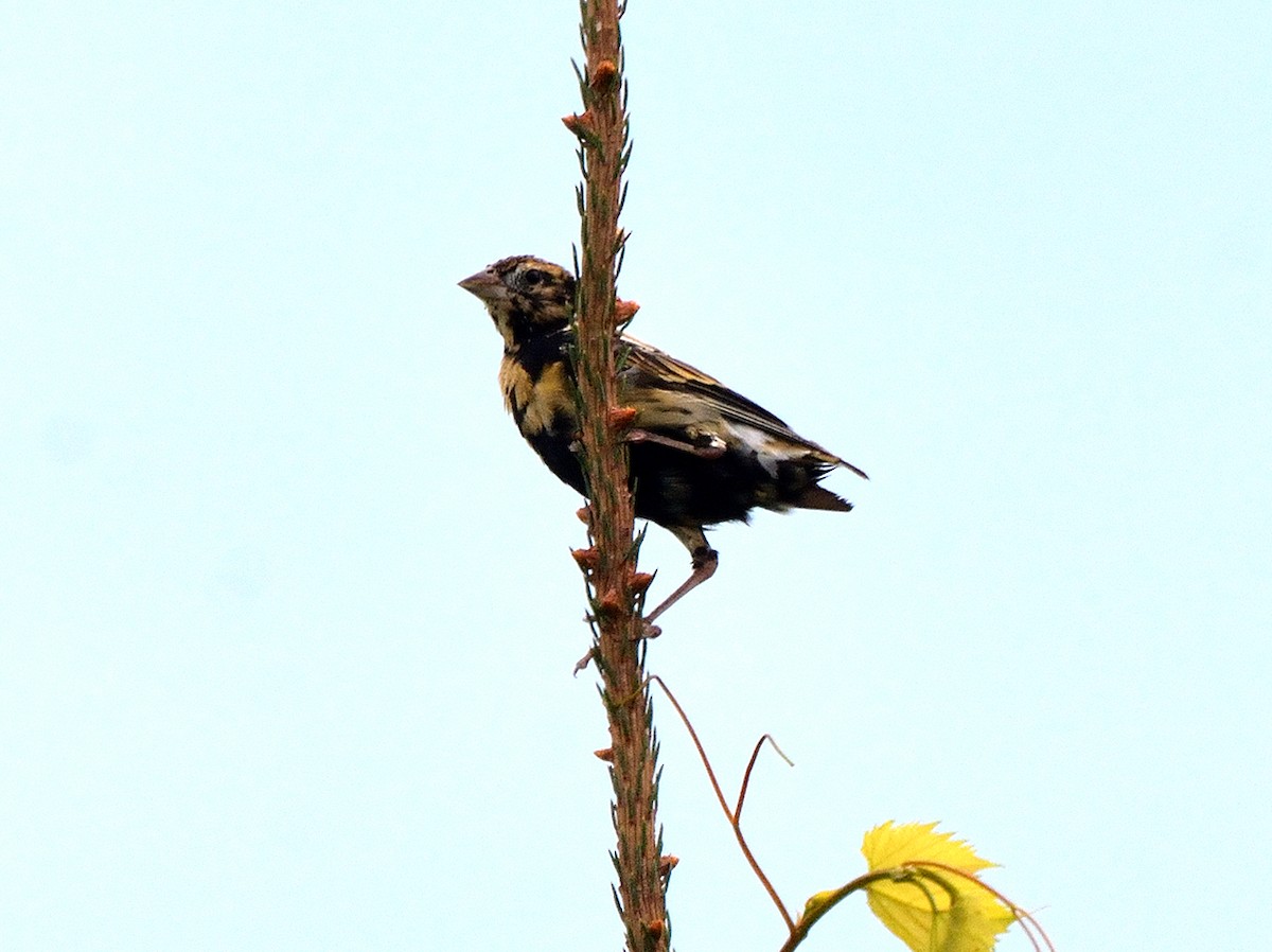 Bobolink - ML603194831