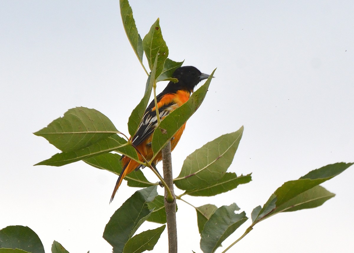 Baltimore Oriole - Tom Long