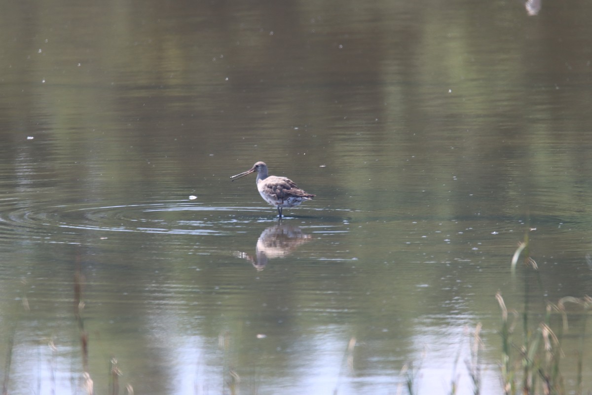 Hudsonian Godwit - ML603196001