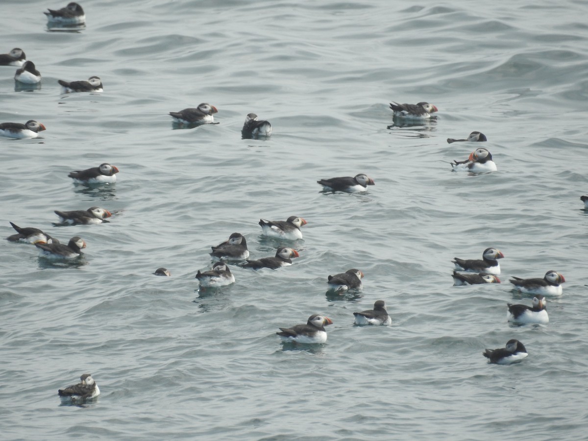 Atlantic Puffin - ML603196541