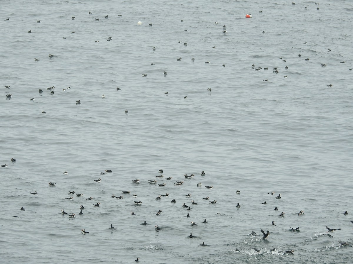 Atlantic Puffin - ML603196611