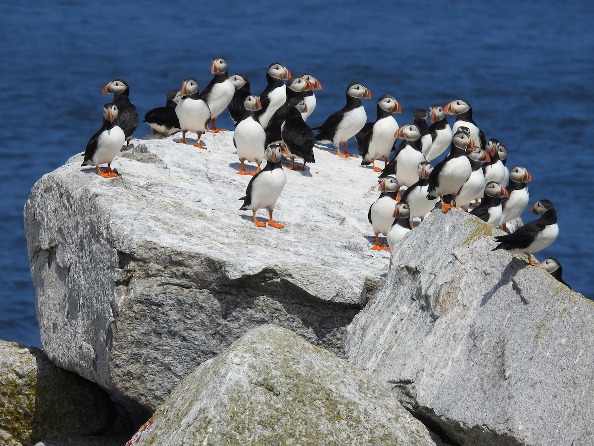 Atlantic Puffin - ML603196851