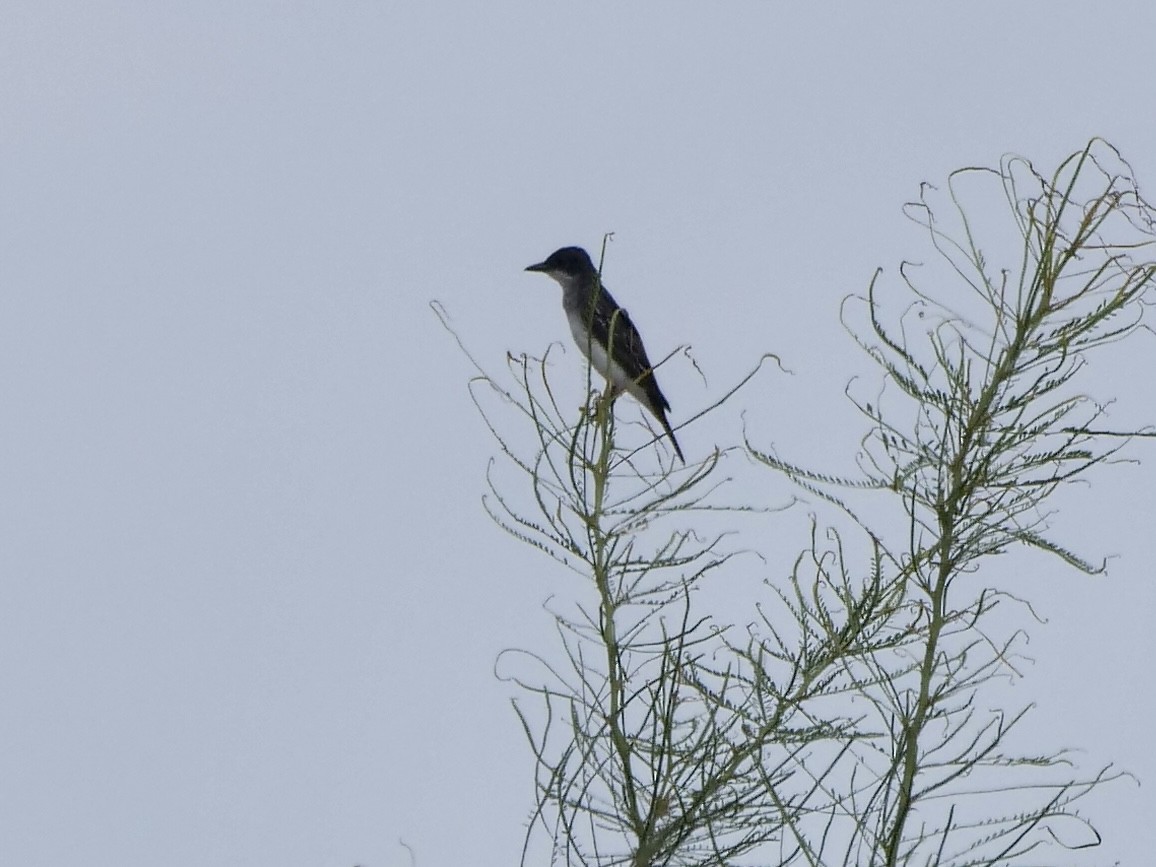 Eastern Kingbird - ML603197261