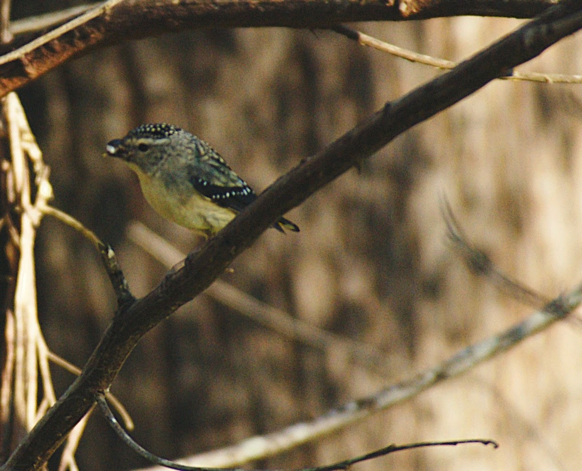 Spotted Pardalote - ML603198561