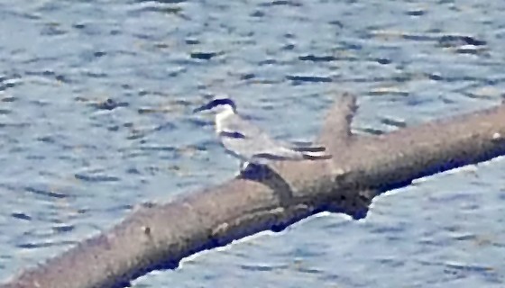 Least Tern - ML603200061