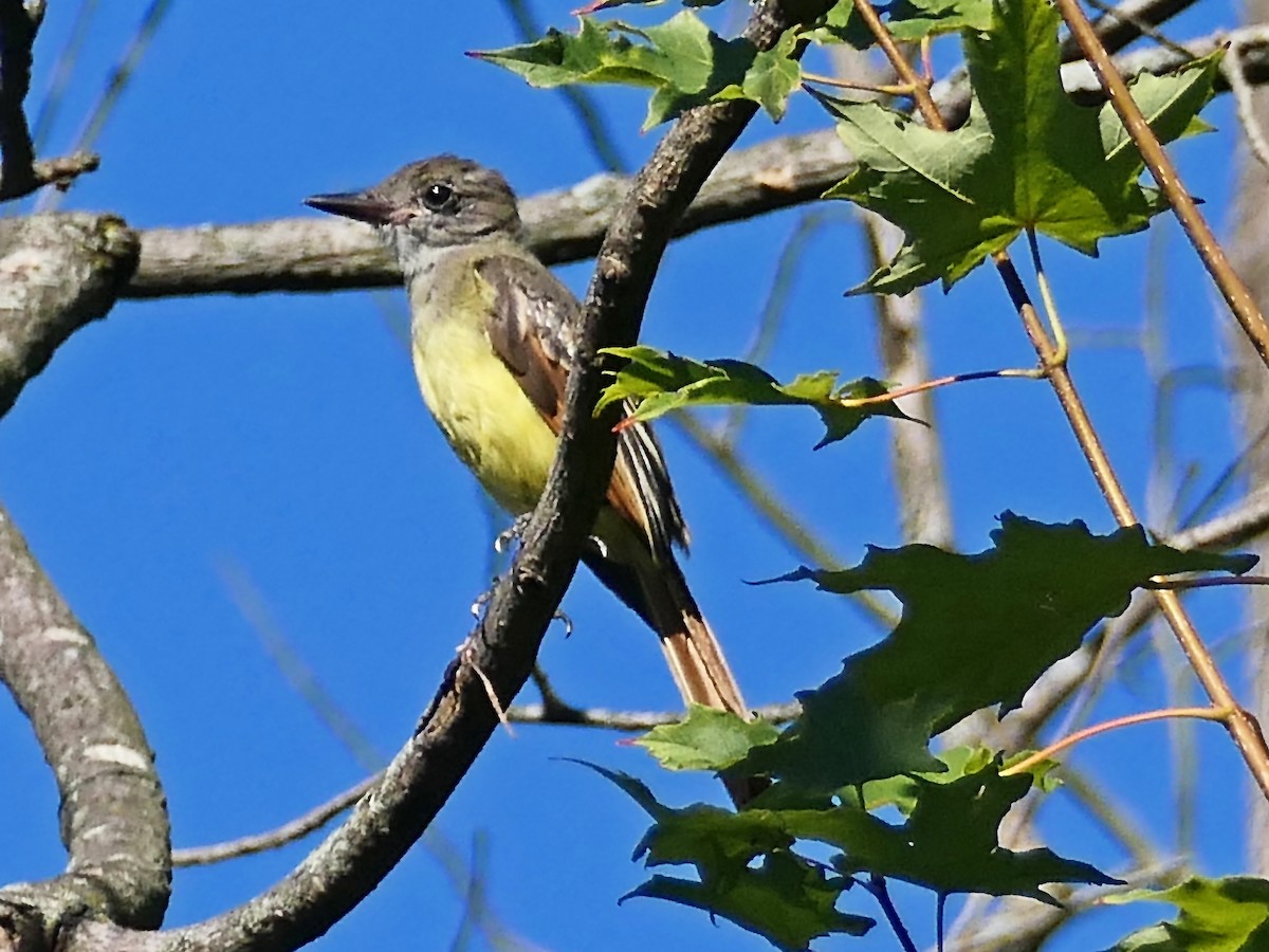 Great Crested Flycatcher - Barbara Bell