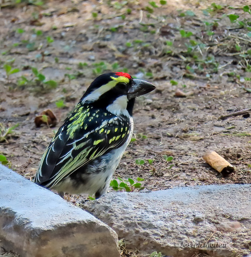 Pied Barbet - ML603200571