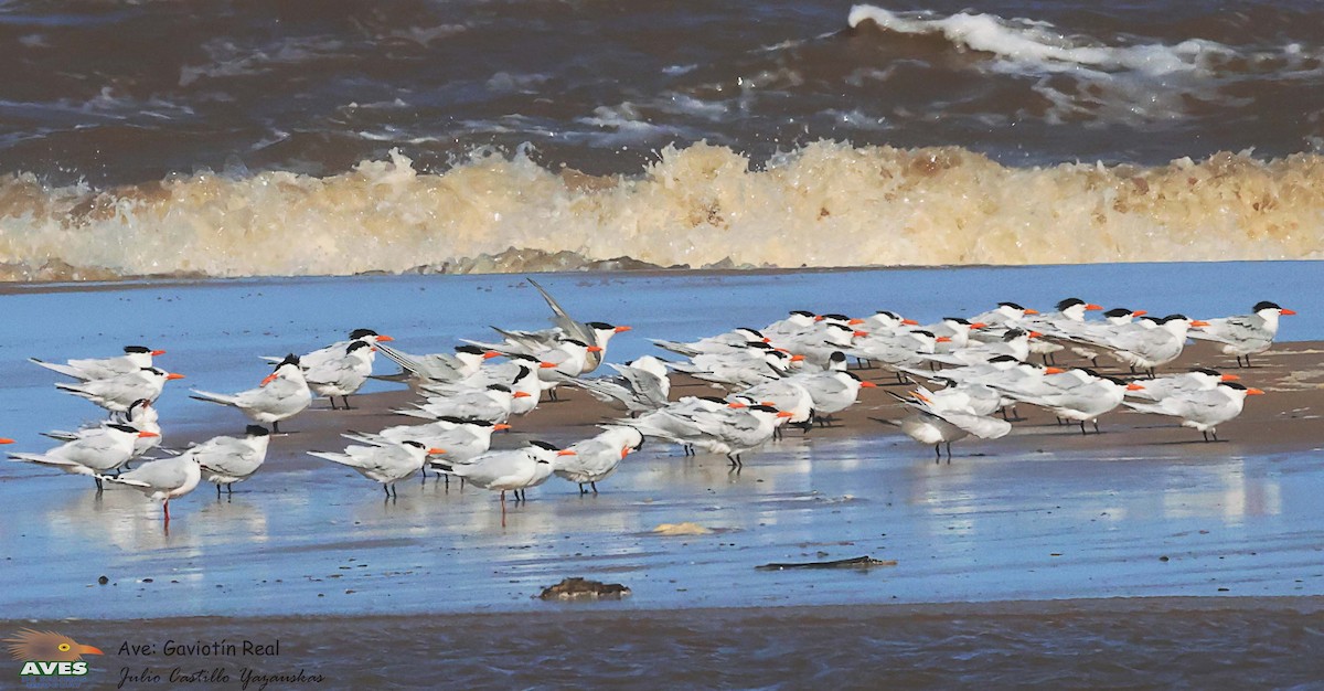 Royal Tern - ML603201401