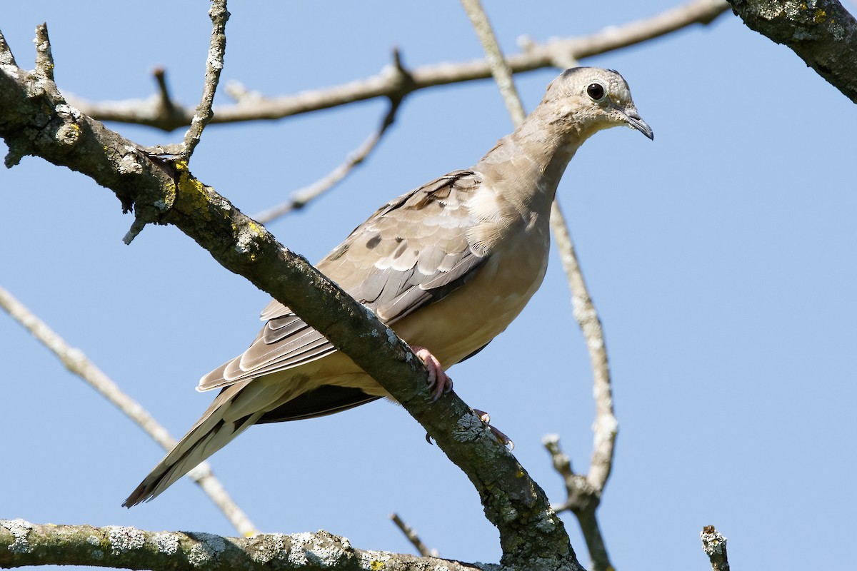 Mourning Dove - ML603202741