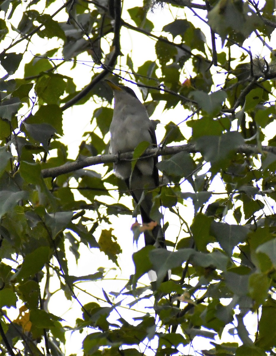 Yellow-billed Cuckoo - ML603203421