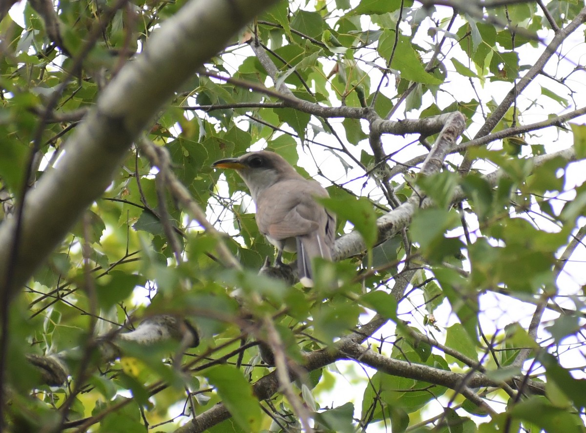 Yellow-billed Cuckoo - David M