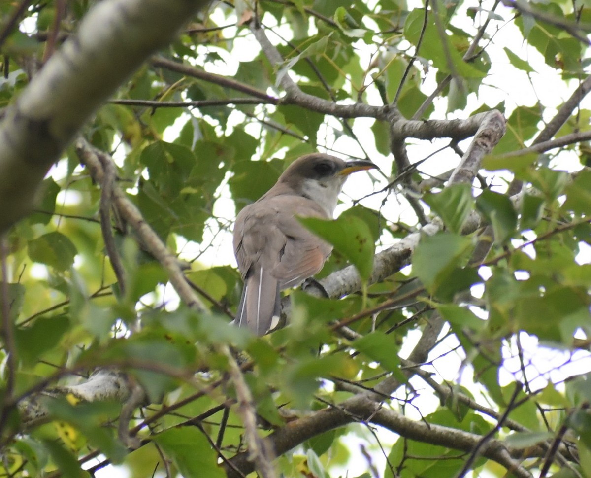 Yellow-billed Cuckoo - ML603203441