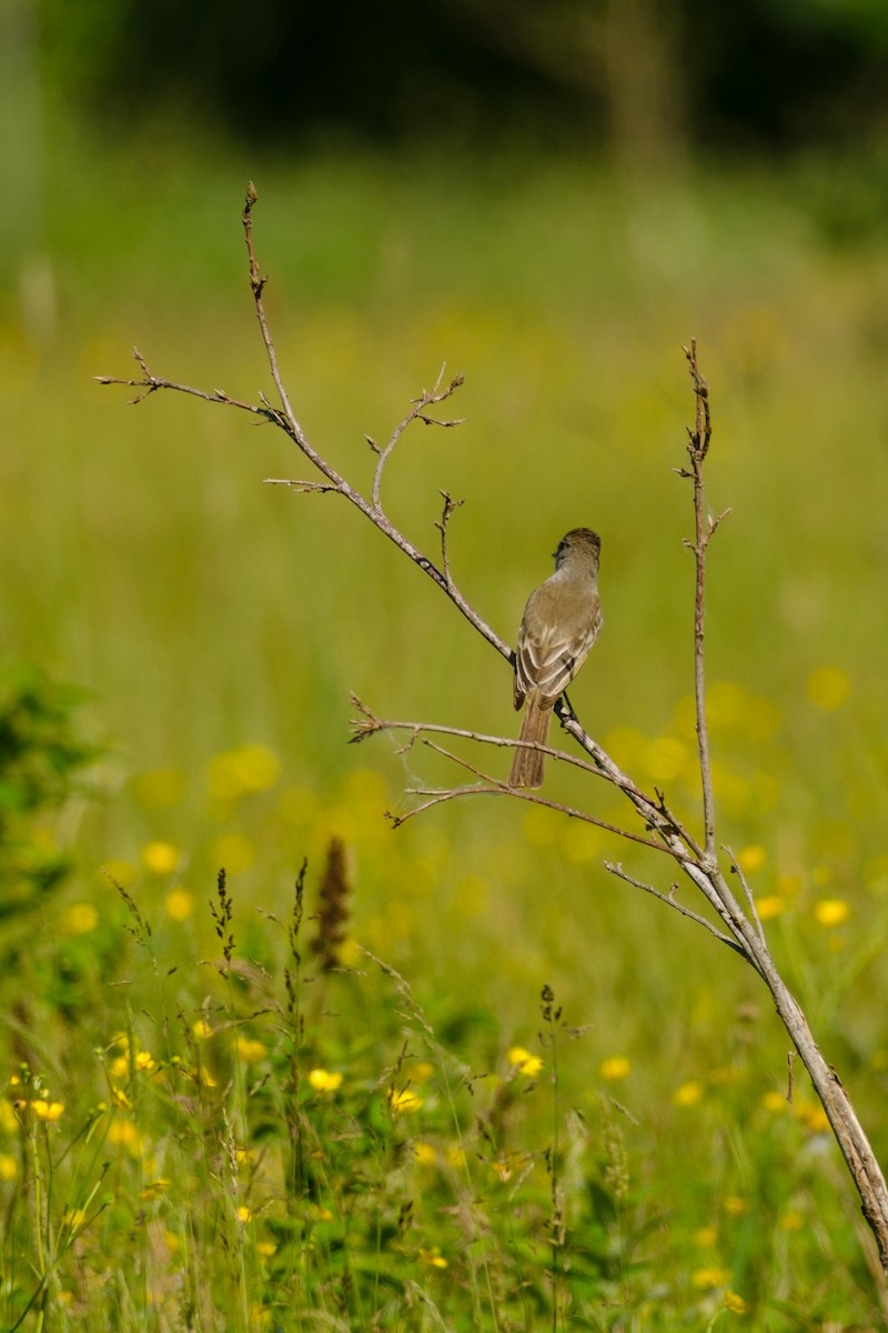 Ash-throated Flycatcher - ML60320361