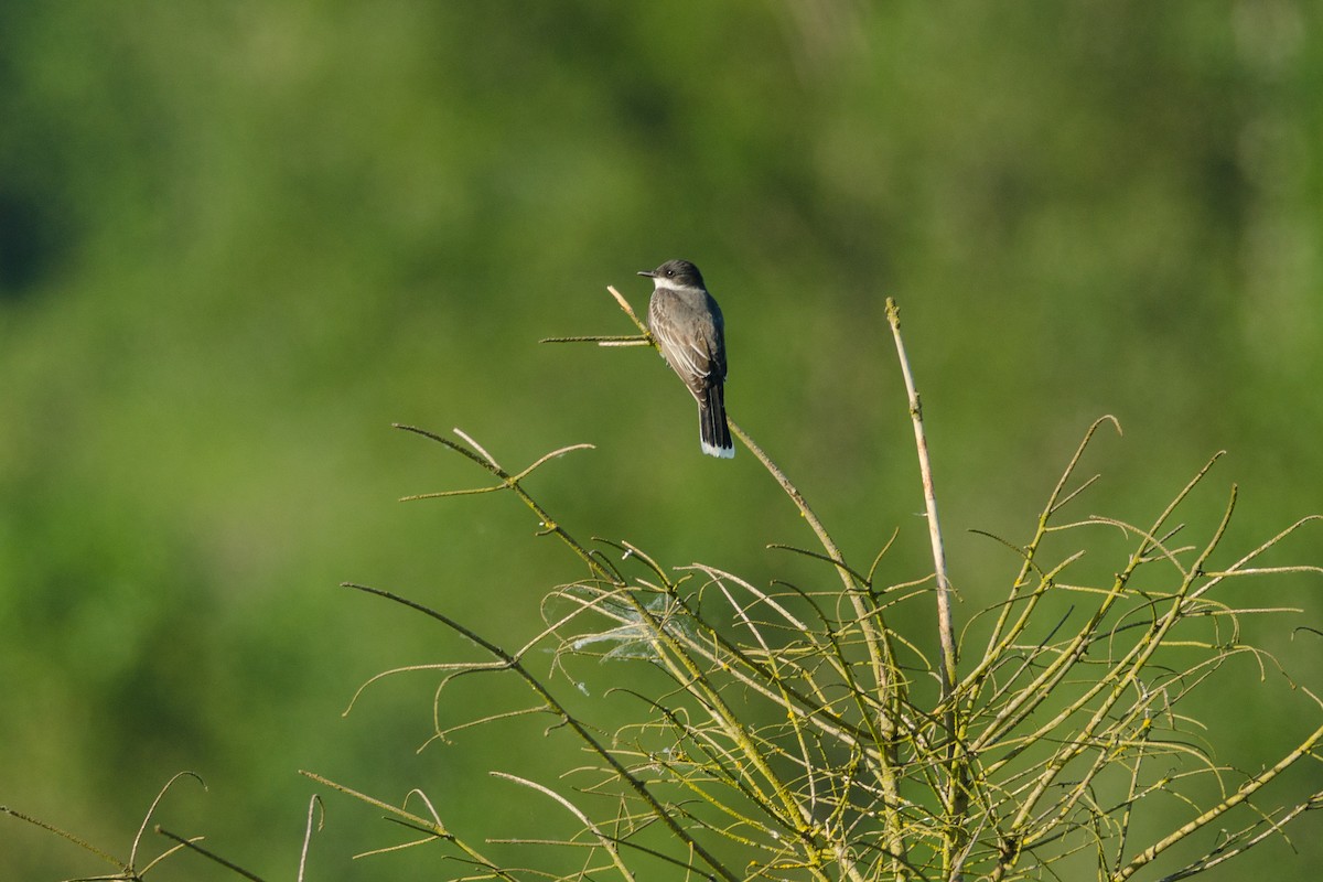 Eastern Kingbird - ML60320391