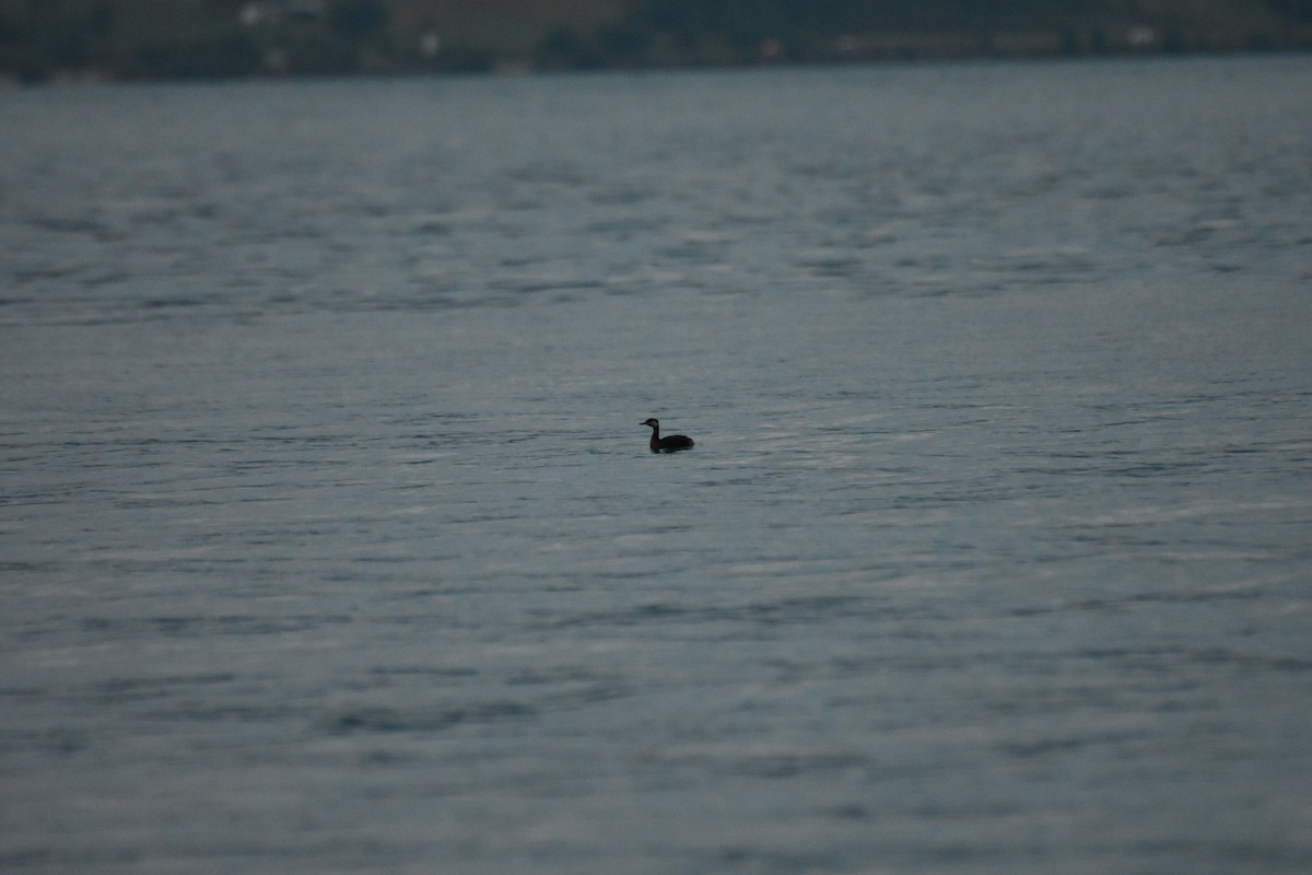 Red-necked Grebe - ML603204071