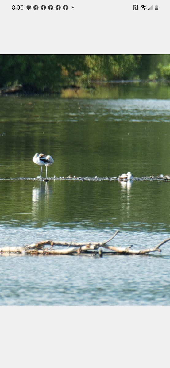 American Avocet - ML603205631