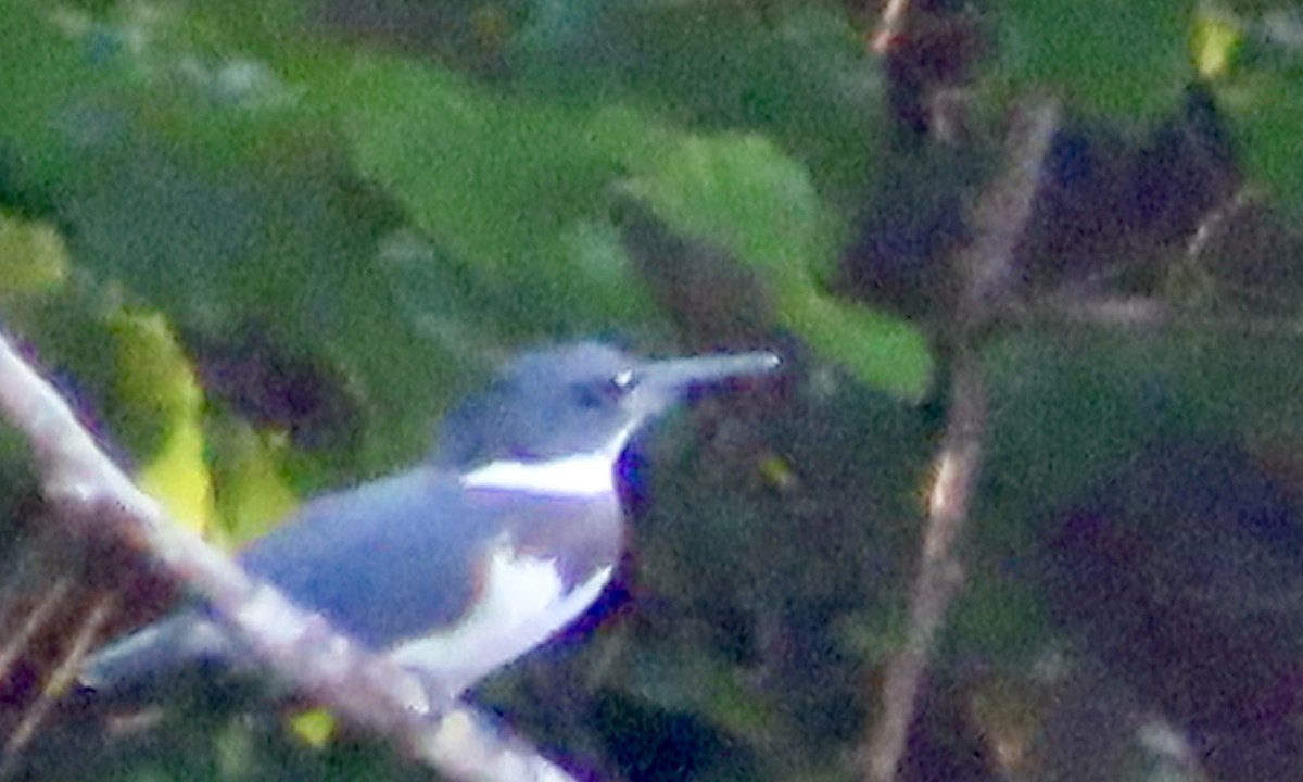 Belted Kingfisher - ML603206241