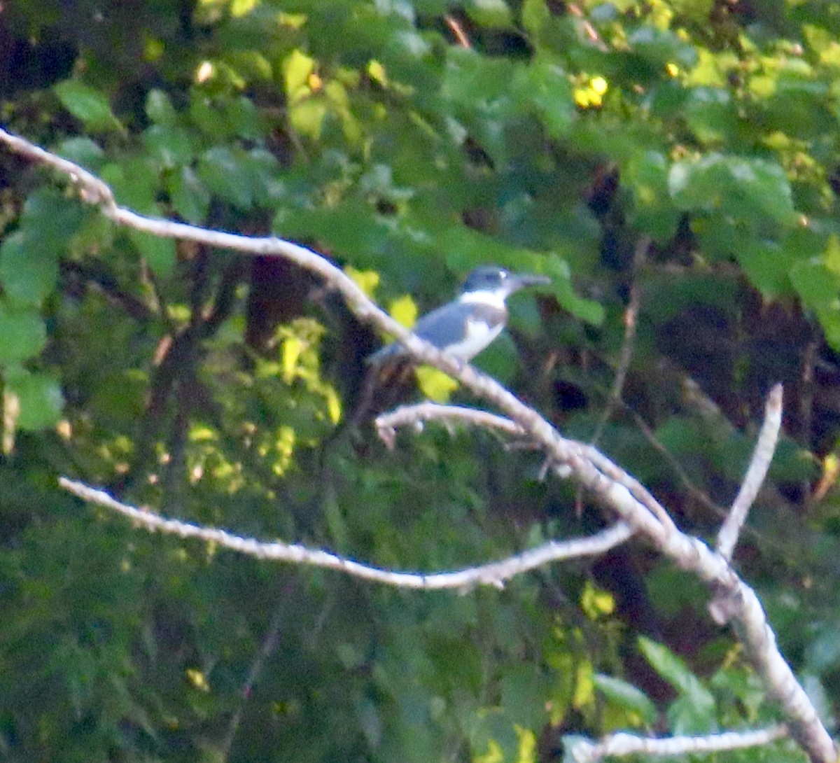Belted Kingfisher - ML603206251